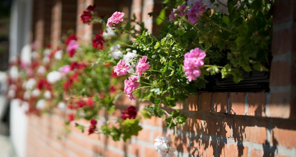 Guest House Vila Djokic Zlatibor Buitenkant foto